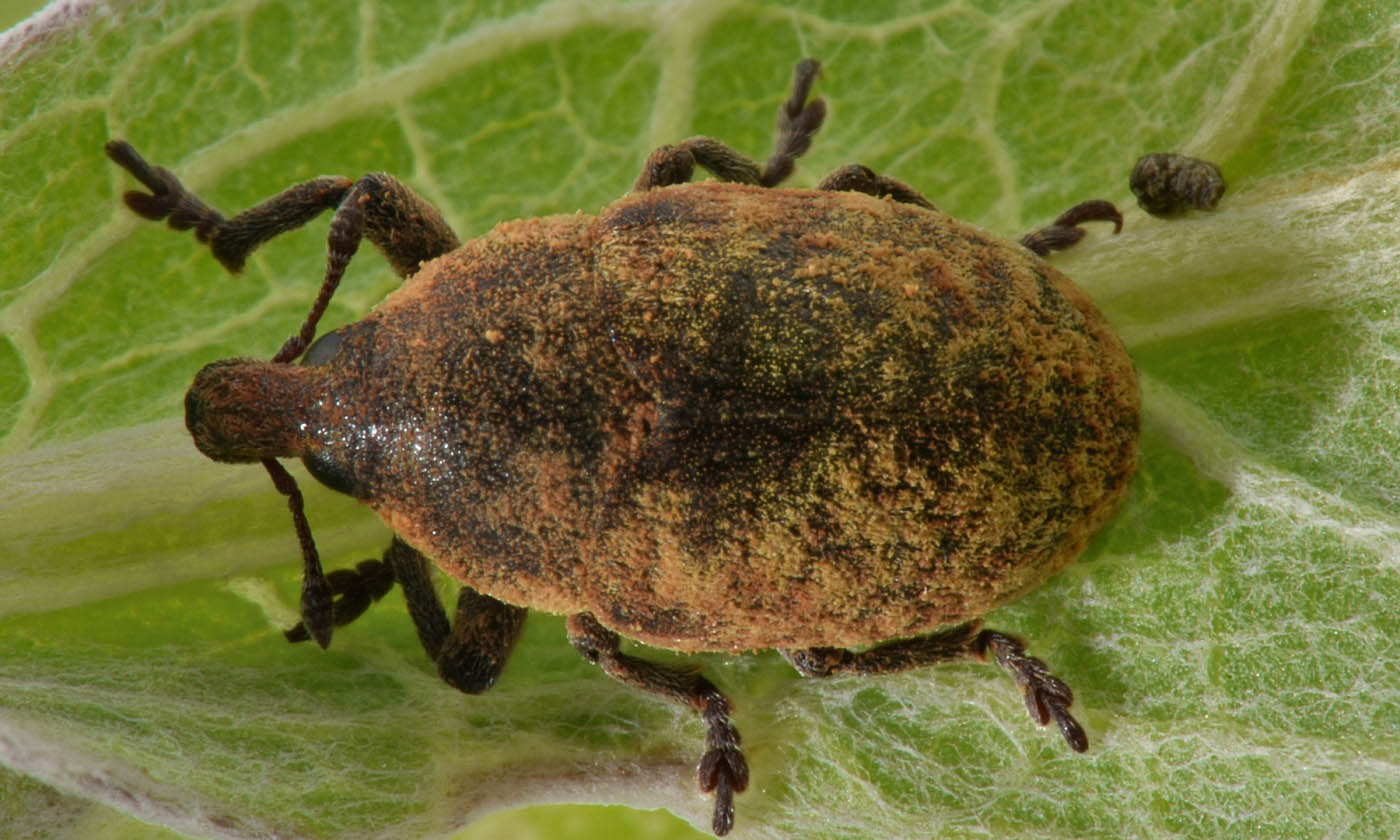 Curculionidae: Larinus (Larinomesius) obtusus